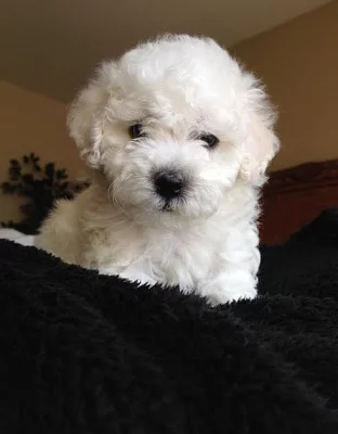 Bamungo Bichon Frise