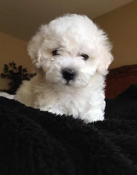 Bamungo Bichon Frise