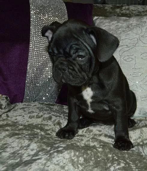 Goliath Francouzský buldoček