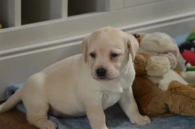 pracovní linie Kc Labrador For Stud