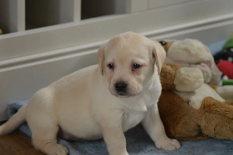 pracovní linie Kc Labrador For Stud