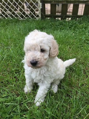 Clear Poodle Stud
