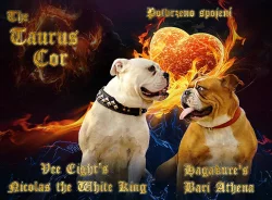 Old English Bulldog štěně s PP