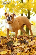 Old English Bulldog štěně s PP