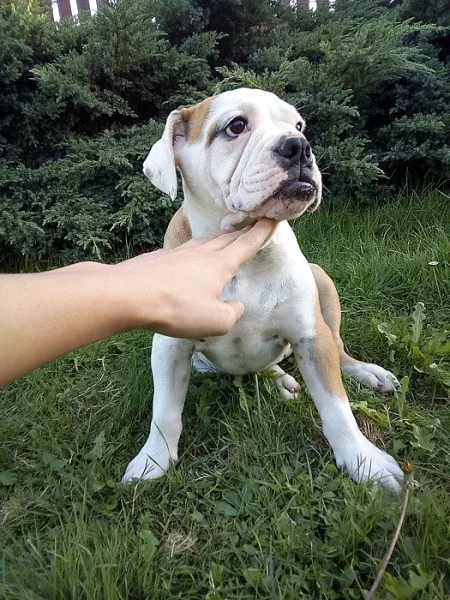 Old English Bulldog štěně s PP
