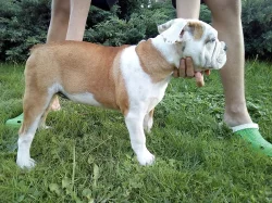 Old English Bulldog štěně s PP