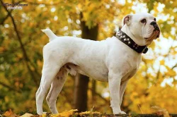 Old English Bulldog štěně s PP