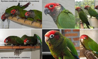 Pyrura říční, nebo rudohlavý.