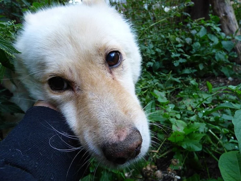 Starý Deny nutně potřebuje domov!