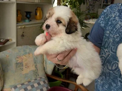 Coton de Tuléar