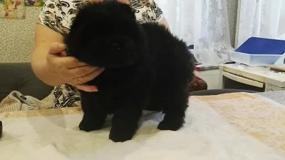 ** kong ** Chow Chow Stud k dispozici ** kong **
