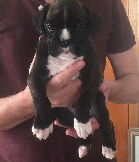 bonbón Red Flashy Boxer