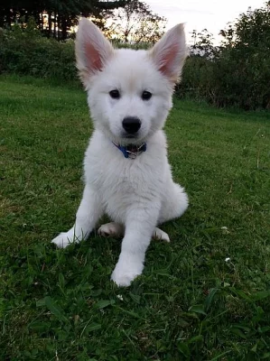 Krásný zlatý retrívr pro milovníky zvířat