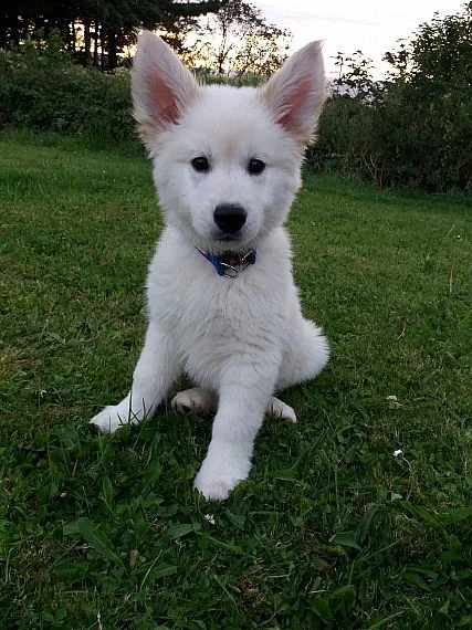 Krásný zlatý retrívr pro milovníky zvířat