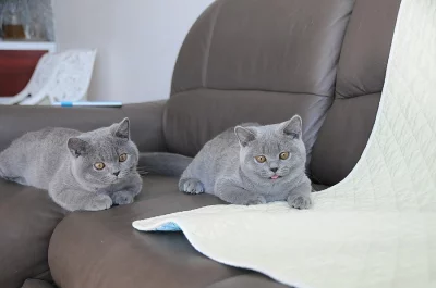 Britská modrá koťátka s PP