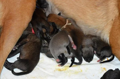 Chovatelská stanice Belrott