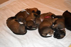 Chovatelská stanice Belrott