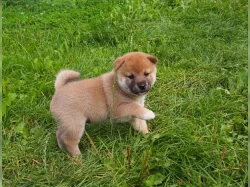 Shiba inu - pejsek