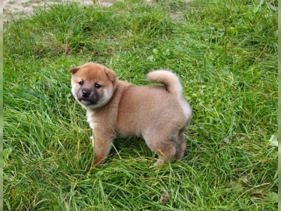 Shiba inu - pejsek