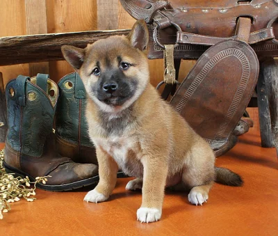 Shiba-inu