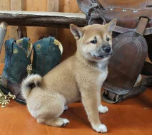 Shiba-inu