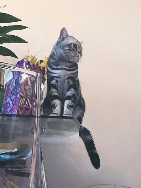 Britská kočička - whiskas - prodám