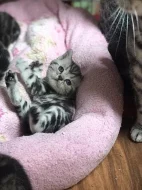 Britská kočička - whiskas - prodám