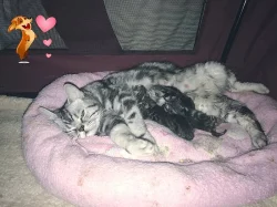 Britská kočička - whiskas - prodám