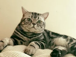Britská kočička - whiskas - prodám