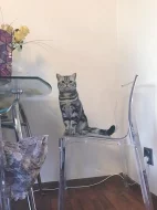 Britská kočička - whiskas - prodám