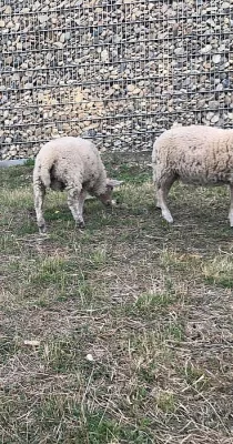 Quessantská miniovečka