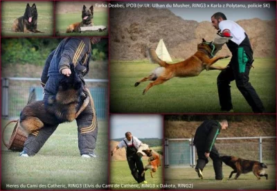 Belgický ovčák tervueren - pracovní spojení