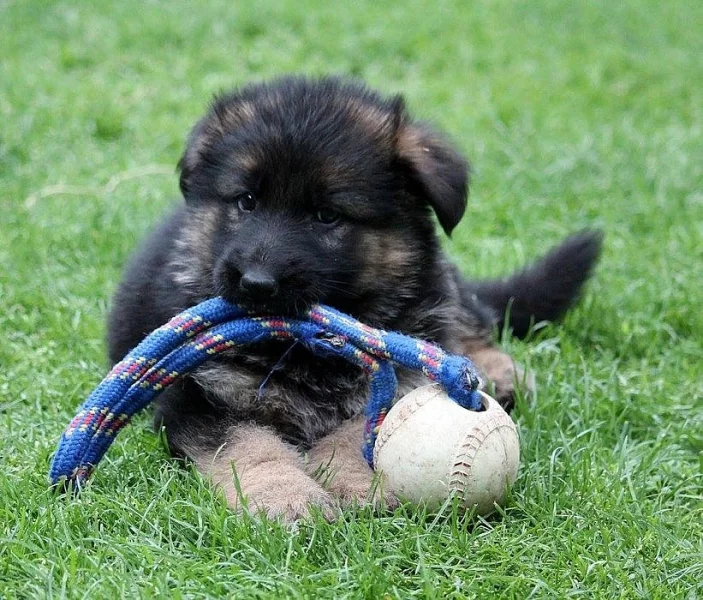 Štěňata něm. ovčáka s PP ihned