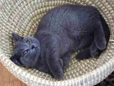 Britská modrá-koťátka bez PP