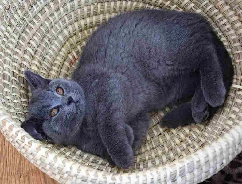 Britská modrá-koťátka bez PP