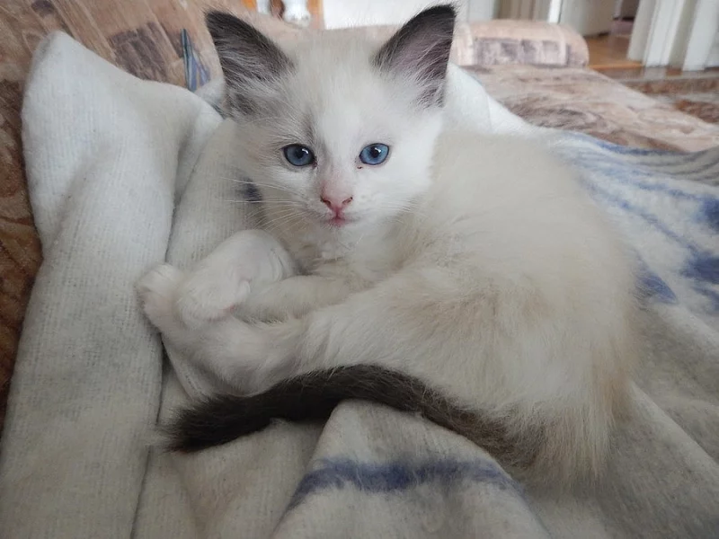Čistokrevná koťátka Ragdoll