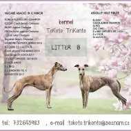 Whippet s Pp