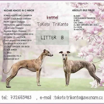 Whippet s Pp
