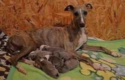 Whippet s Pp
