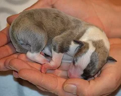 Whippet s Pp