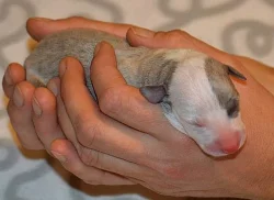 Whippet s Pp
