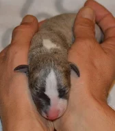Whippet s Pp