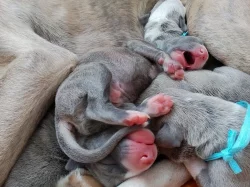 Whippet s Pp