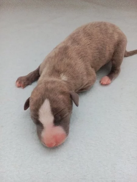 Whippet s Pp
