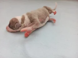 Whippet s Pp