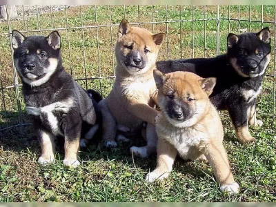 Shiba inu Štěňátka s PP