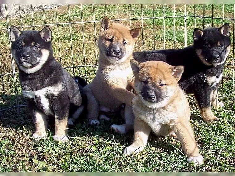 Shiba inu Štěňátka s PP