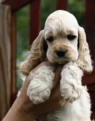 americký kokršpaněl