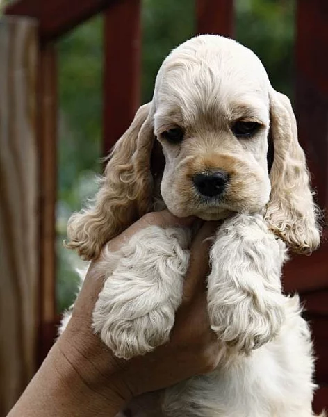 americký kokršpaněl