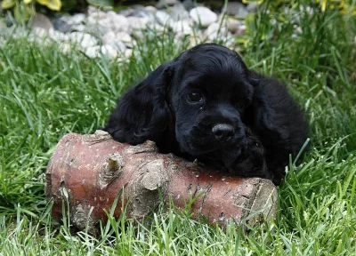 americký kokršpaněl